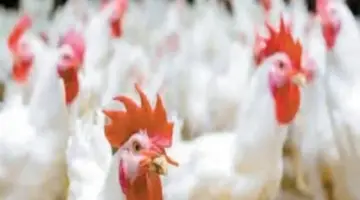 سعر كيلو الدجاج بالقليوبية السبت 11– 4- 2026.. البيضاء بـ83 جنيهاً